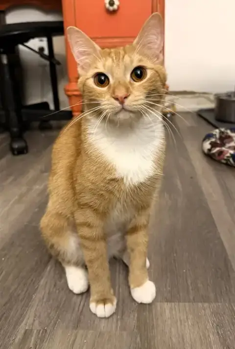 Farrah