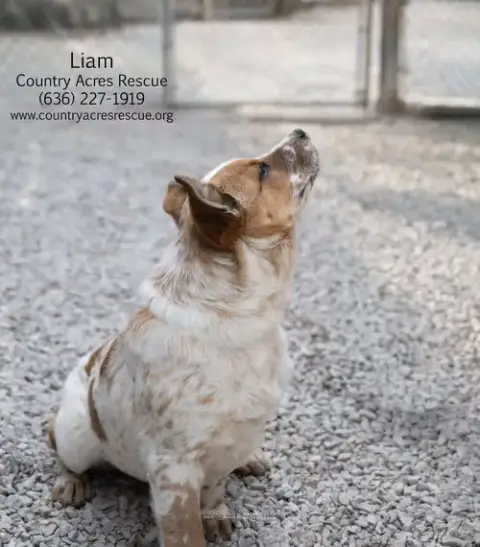 Liam photo 2