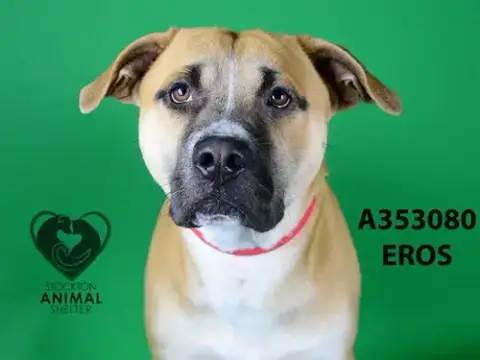 Eros