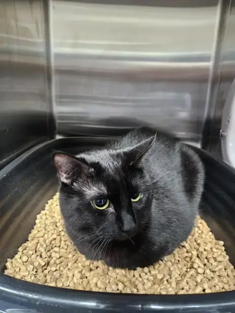 Pippa