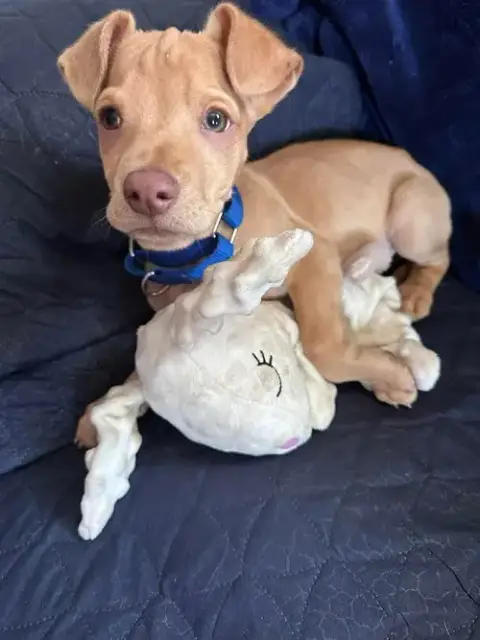 Peanut