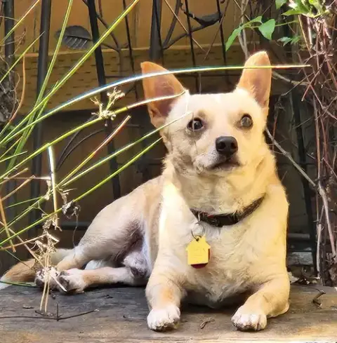 Chico photo 2