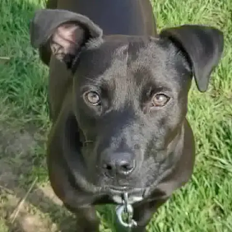 Bo