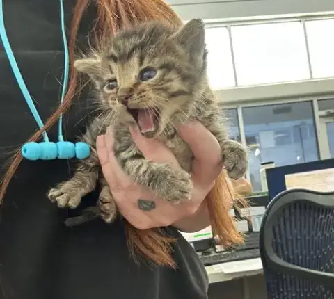 Meowstein