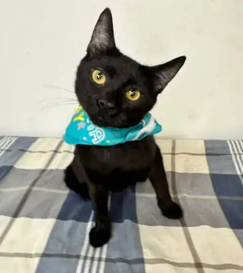 Todd