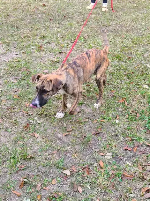 Nigel photo 4