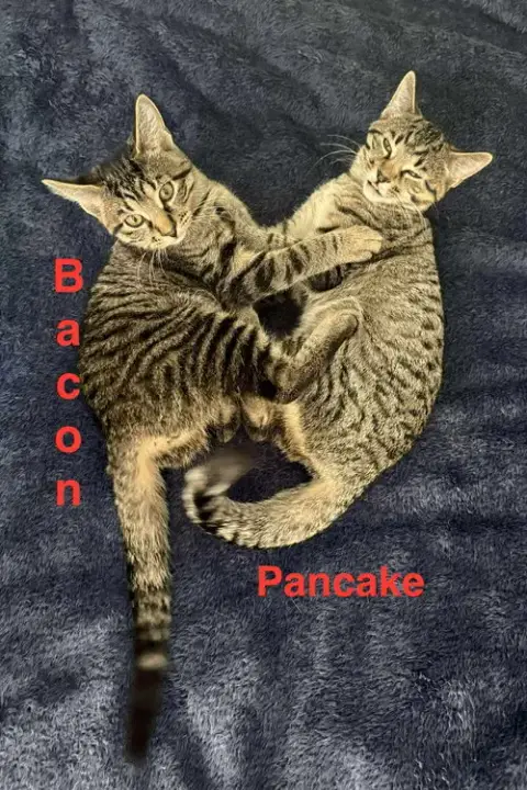 Pancake photo 3