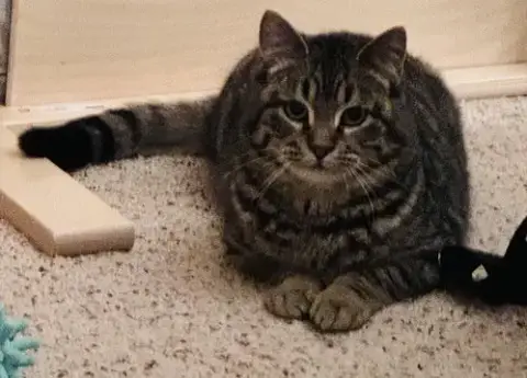 Smokey photo 3