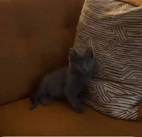 Lavender'S Ash Kitten photo 2