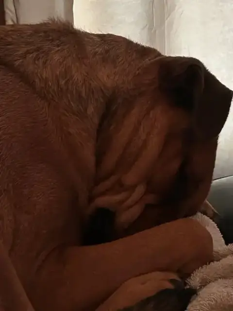 Simba photo 3