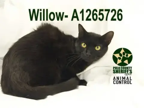 Willow