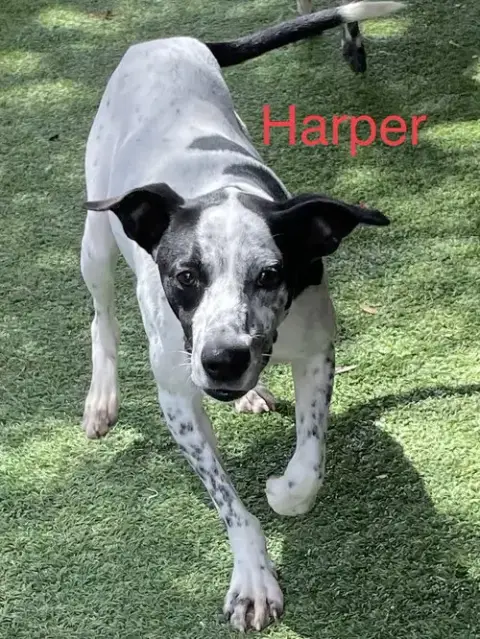 Harper photo 5