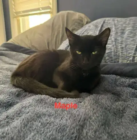 Maple photo 4