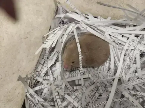*Chunk