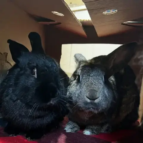 Dusty photo 3
