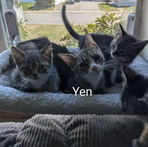 Yen photo 2