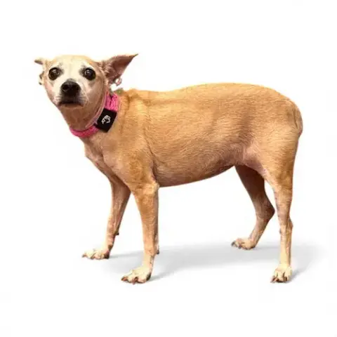 Annie