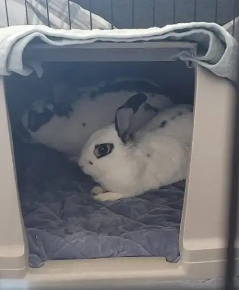 Poppy Rabbit photo 3