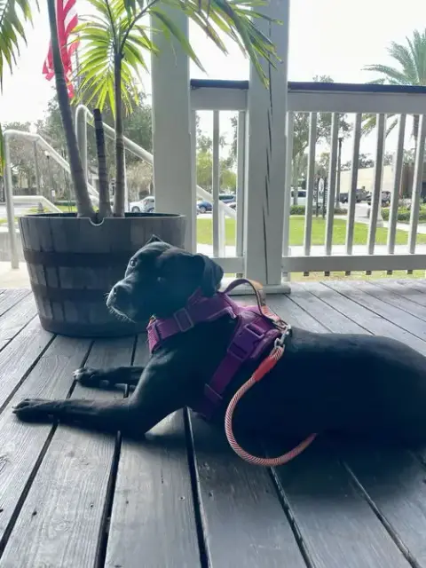 Rosie photo 2