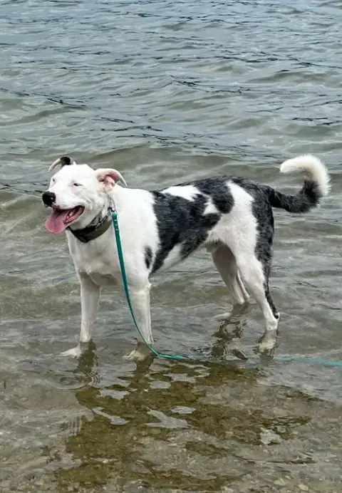 Shuggie