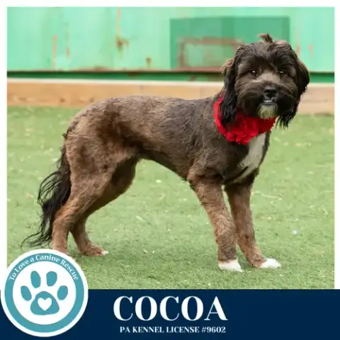 Cocoa photo 2