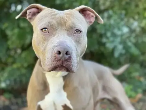 Reuben