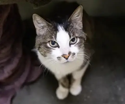 Kosmo
