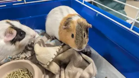Speedy And Fluffy photo 3