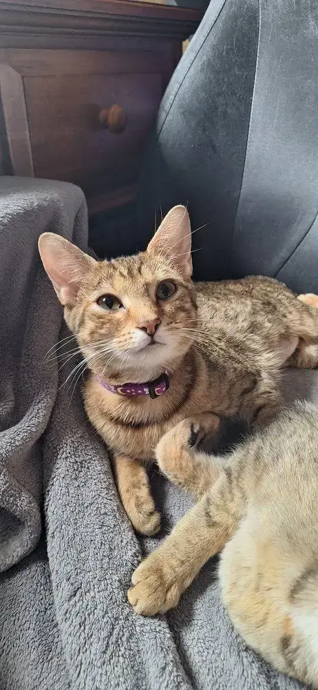 Ss Kitties photo 2
