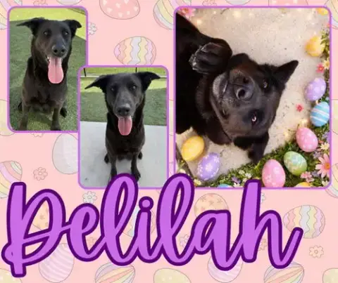 Delilah