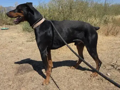 Rambo photo 3
