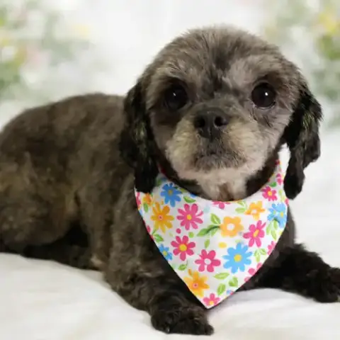 Gertie-Os photo 3
