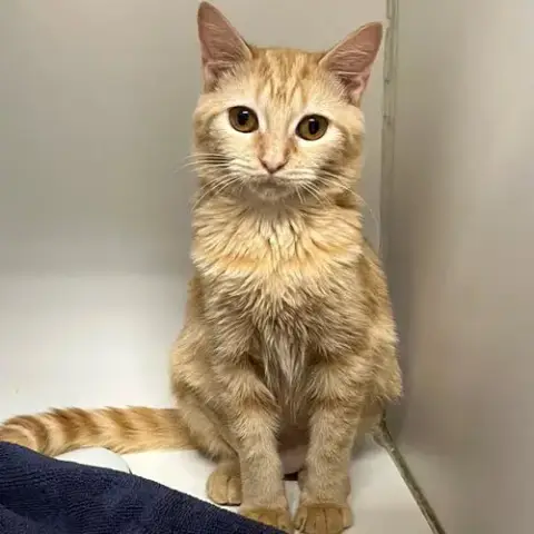 Creamsicle