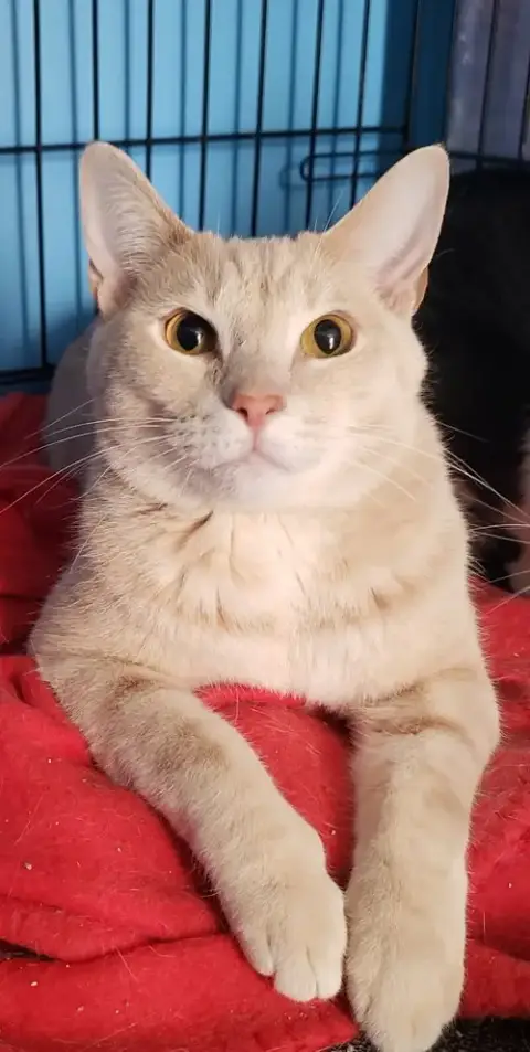 Lucas
