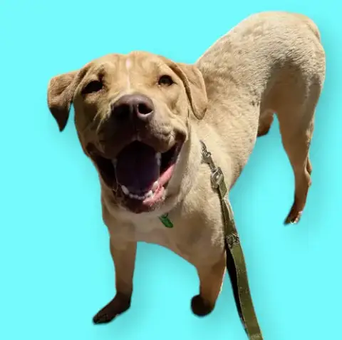 Bubba