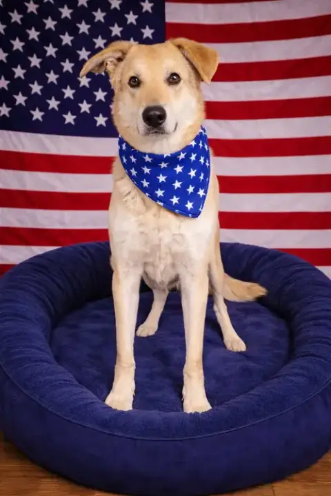 Yellow Lab Mix