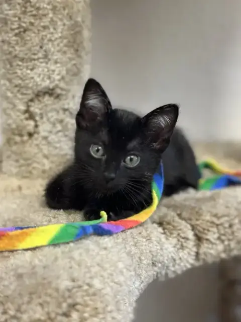 Tiny