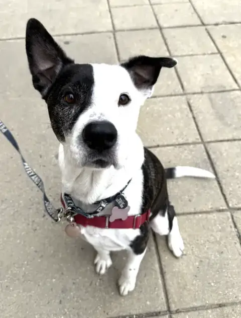 Petey photo 3