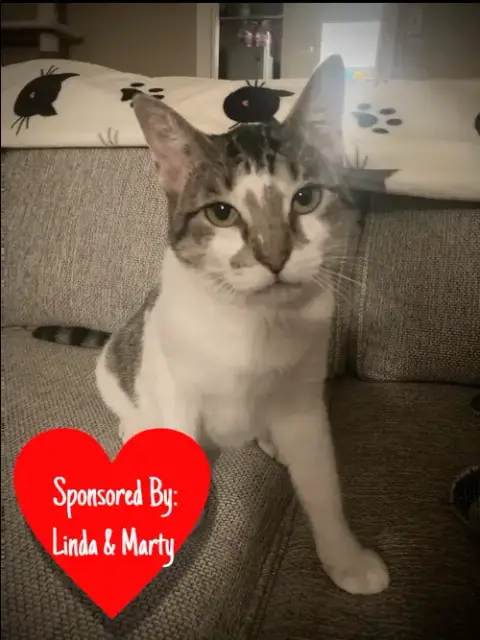 Zena