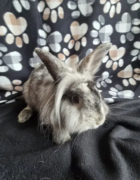 Elliot photo 4