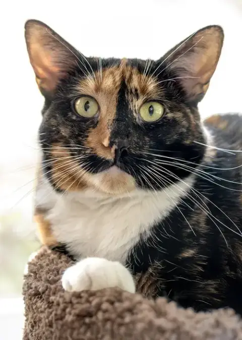 Willow
