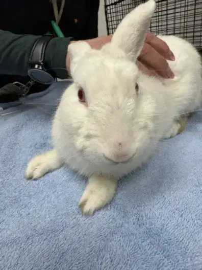 Snowball