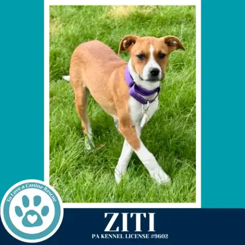 Ziti photo 2