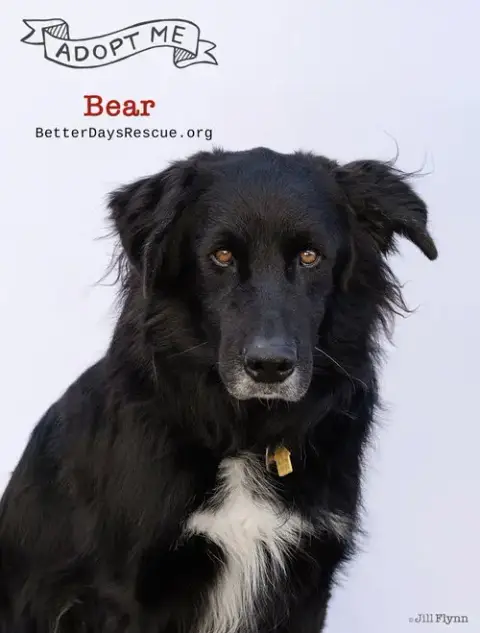 Bear