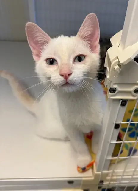 Finn