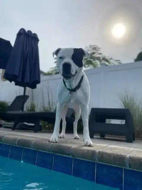 Beau