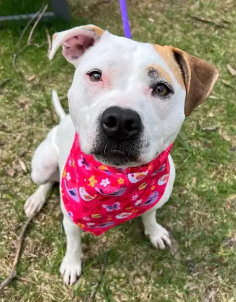 Olive Mini Pittie photo 3