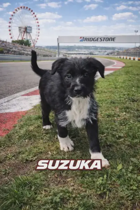 Suzuka photo 2