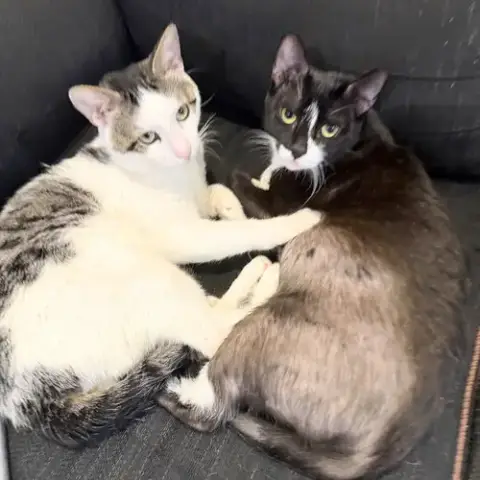 Lawrence & Leilani photo 5