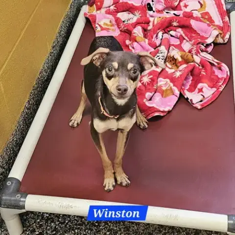 Winston